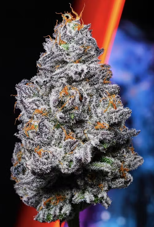 ALIEN LABS - KRYPTO CHRONIC 3.5G (INDICA HYBRID)